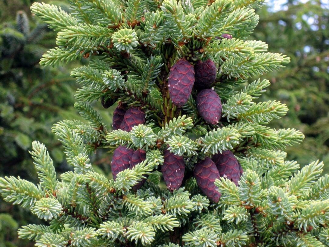 Abies Canadensis