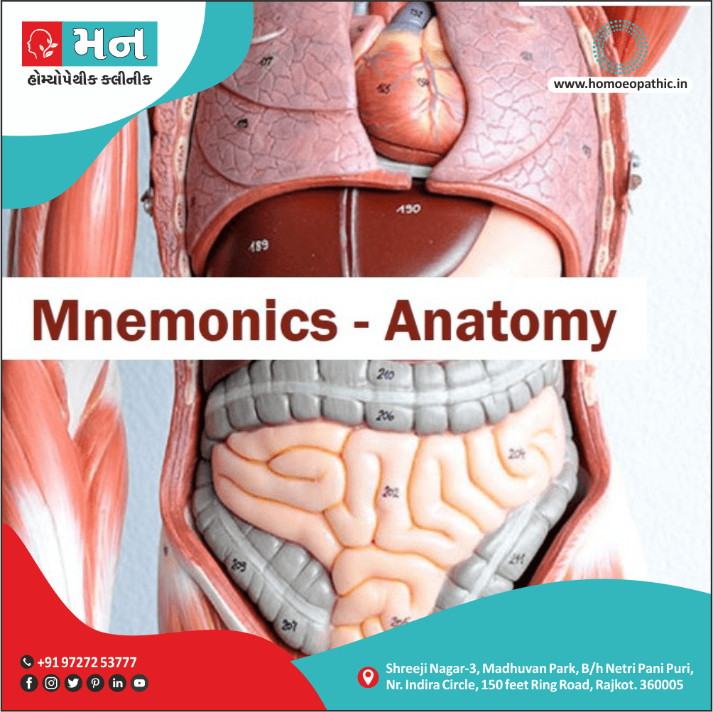 Anatomy mnemonics Definition Symptoms Cause Diet Regimen Homeopathic Medicine Homeopath Treatment in Rajkot India