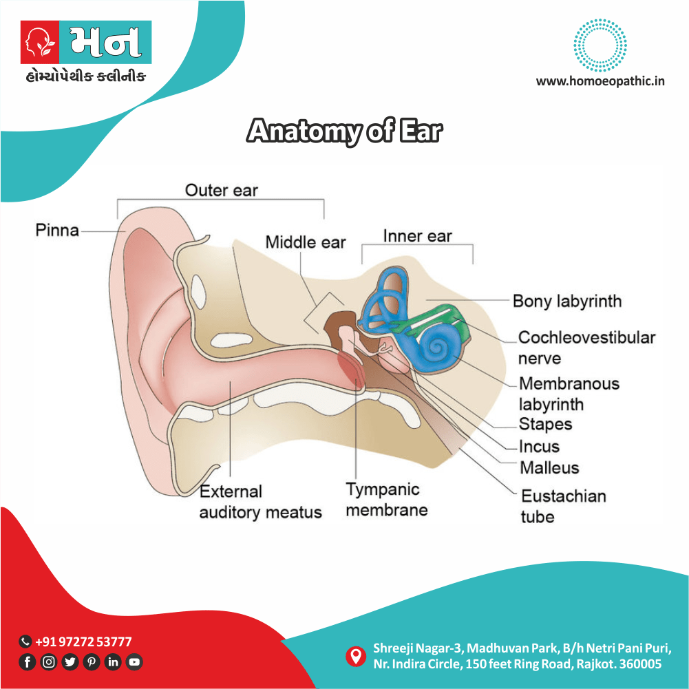 Anatomy of Ear Anatomy Definition Symptoms Cause Diet Homeopathic Medicine Treatment Homeopathy Doctor Clinic in Rajkot Gujarat India