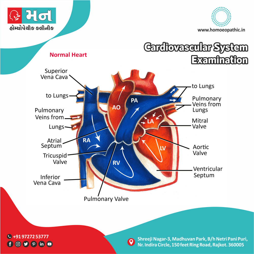 Cardiovascular System Examination Definition Symptoms Cause Diet Homeopathic Medicine Treatment Homeopathy Doctor Clinic in Rajkot Gujarat India