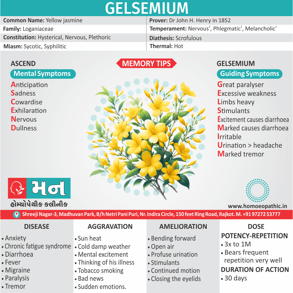 Infographic about the homeopathic remedy Gelsemium, highlighting its uses, symptoms, and characteristics. Provided by Mann Homeopathic Clinic. Gelsemium homeopathic medicine information, including indications, aggravations, ameliorations, and dosage, from Mann Homeopathic Clinic in Rajkot.