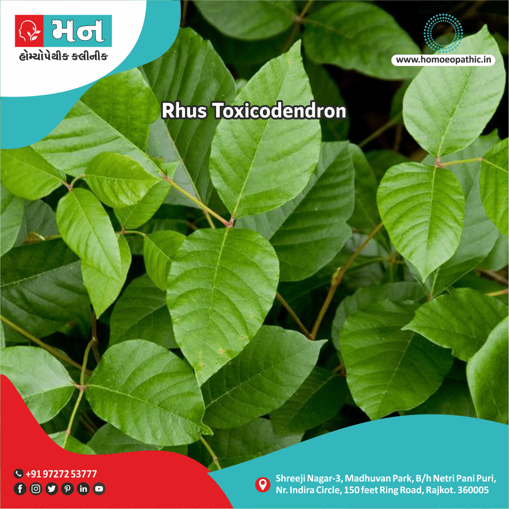 Rhus Toxicodendron Symptoms Use Memory tips Homeopathic Medicine Treatment Homeopathy Doctor Clinic in Rajkot Gujarat India