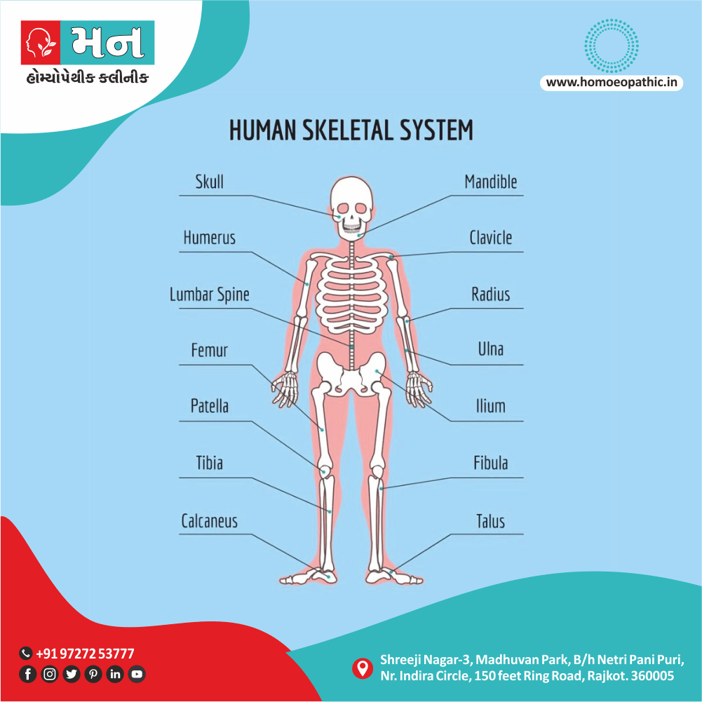 Skeletal System Definition Symptoms Cause Diet Homeopathic Medicine Treatment Homeopathy Doctor Clinic in Rajkot Gujarat India